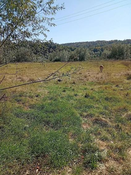 Vand casa + teren 5500mp Cacica, Jud. Suceava - 4