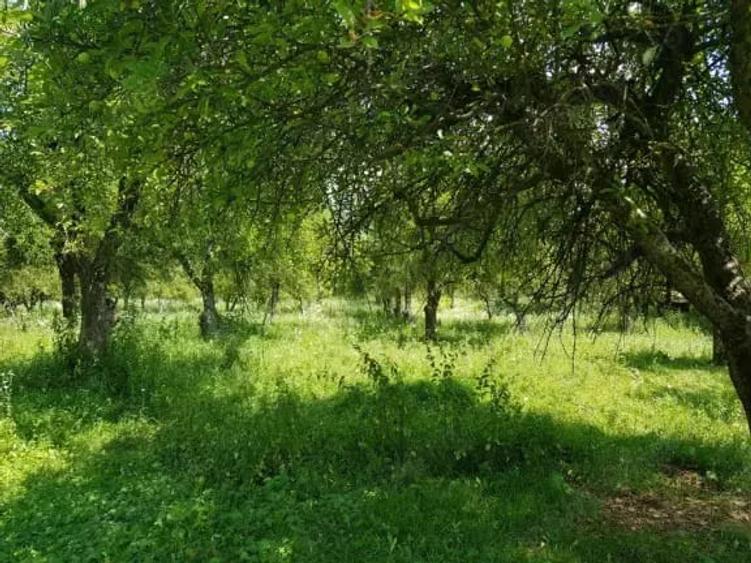 Teren de 5000 mp, în Mușcel