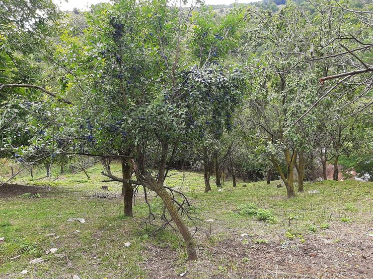 Teren de 1262 mp, în Bâsca Chiojdului