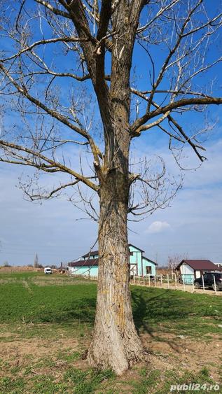 Teren în Tâncăbești
