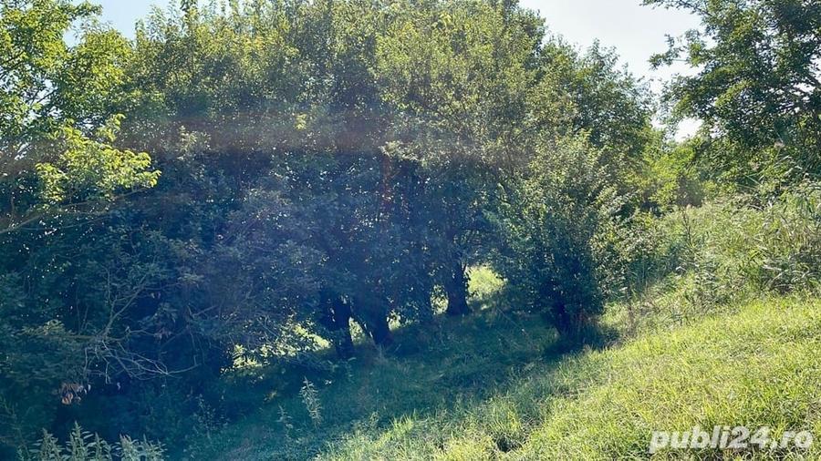 Teren de 8800 mp, în Pătlăgeanca