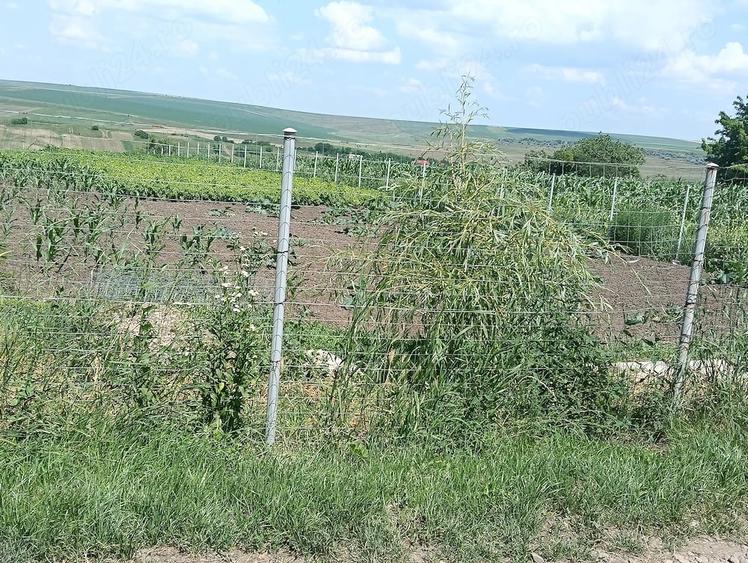 Teren de 2950 mp, în Unțeni