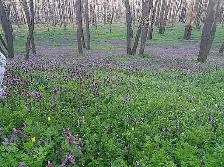 Frumusani padurea Filastache LOT teren intravilan 500mp ,plata rate cartierul DUMBRAVA - 10 MIN. DE METROU - 2