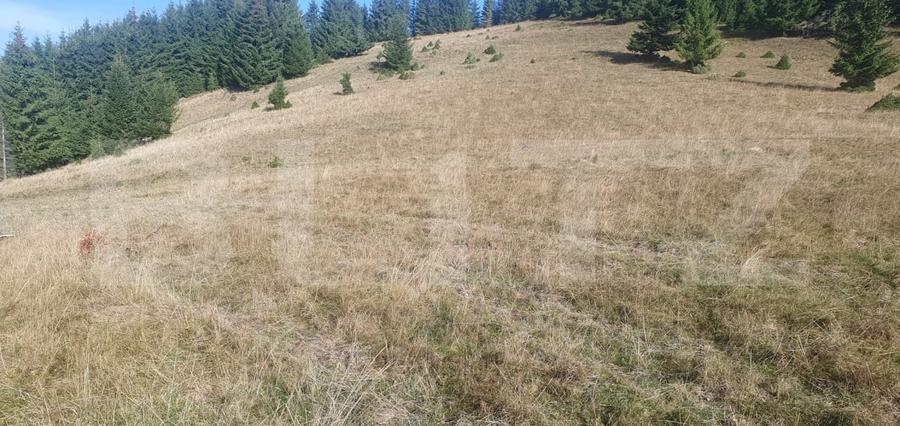 Teren Construcții extravilan de 50000 mp, în Vatra Dornei