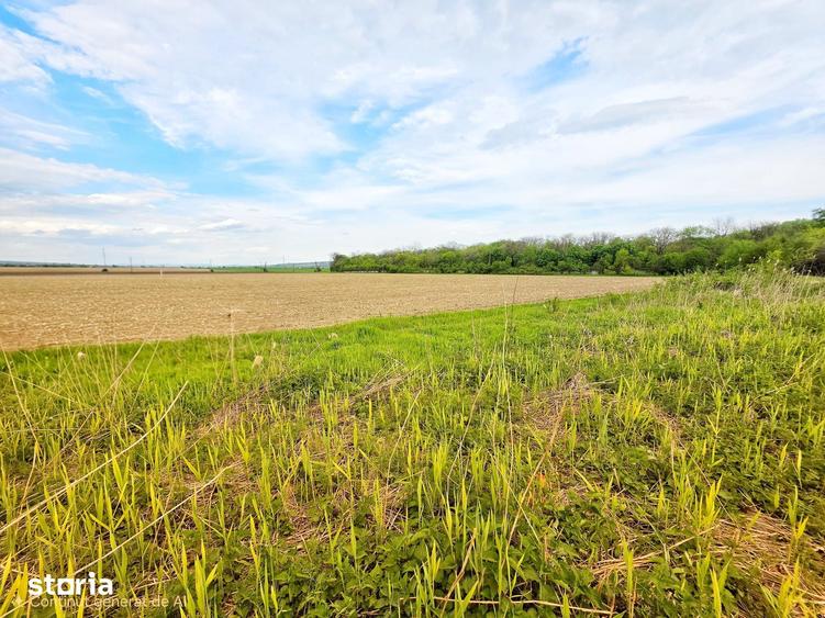 Teren de 7900 mp, în Bucov