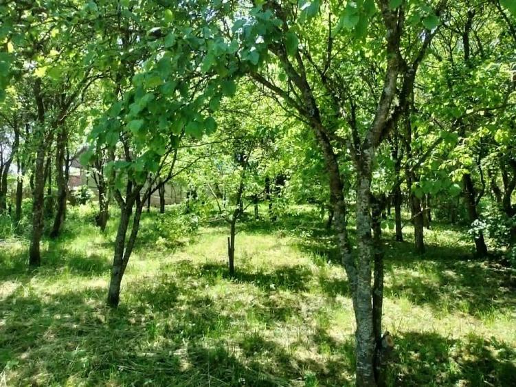 Casă cu 4 camere cu Teren 2418 Mp în Dumbrava