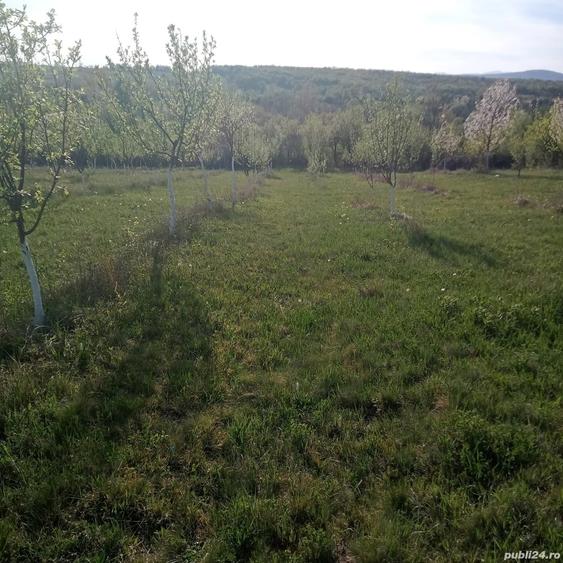 Teren de 7700 mp, în Dumbrăveni