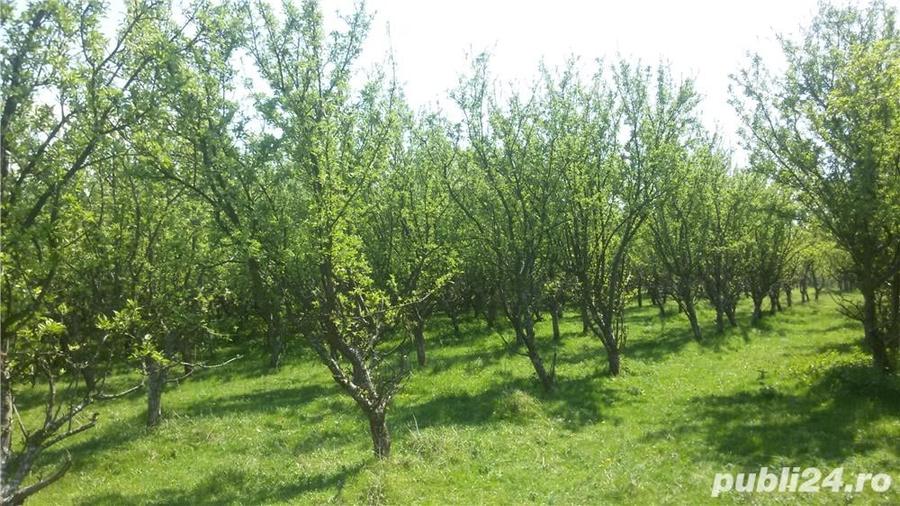 Teren de 950 mp, în Dealul Malului
