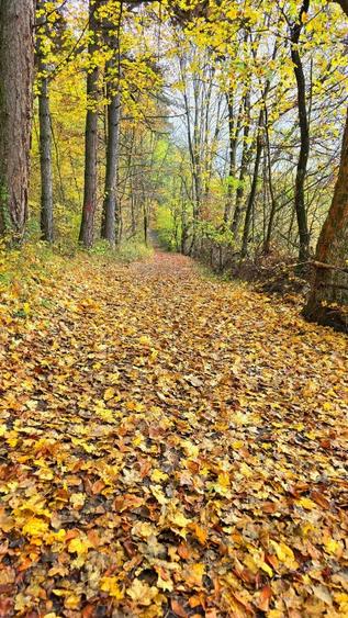 Teren agricol extravilan de 4570 mp, în Corbeni