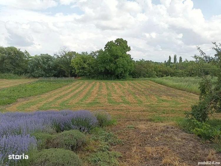 Vand casa,sat Manastur(com Vinga), jud Arad - 3
