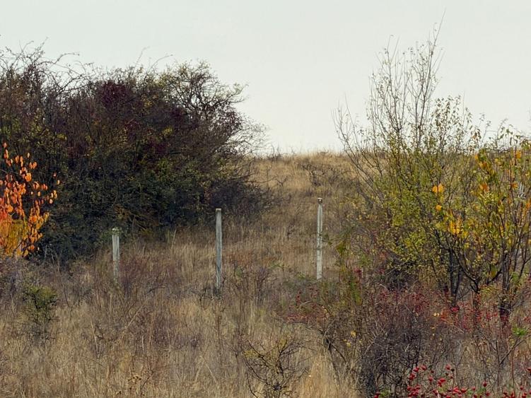 Teren agricol extravilan de 8000 mp, în Sântimbru