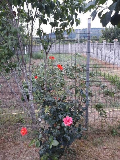 Casă cu Teren 1268 Mp în Central