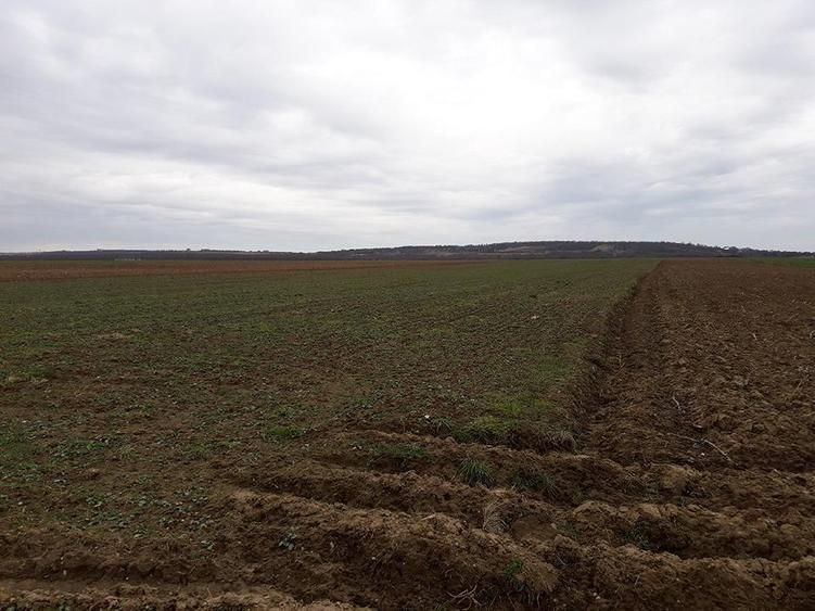 Teren intravilan de 29100 mp, în Sântandrei