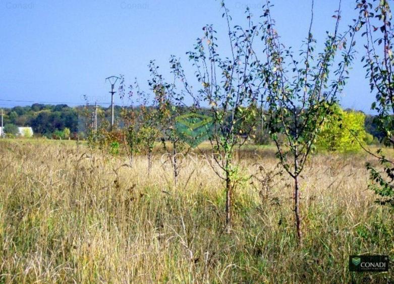 Teren Construcții extravilan de 18969 mp, în Ciofliceni