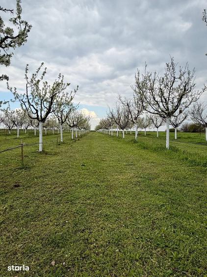 Teren de 3500 mp, în Iosefin