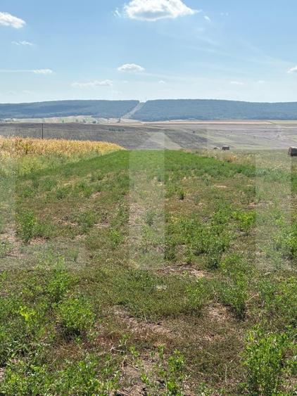 Teren Construcții intravilan de 5000 mp, în Cătămărești-Deal