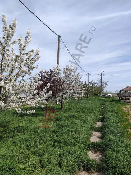 Ferma Zootehnica Satchinez, | 9,5 ha teren,vanzare sau schimb pentru jumatate din valoare - 10