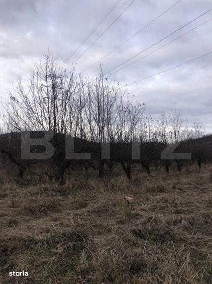 Spațiu comercial, în Viforâta
