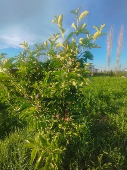 Teren de 2000 mp, în Curtișoara