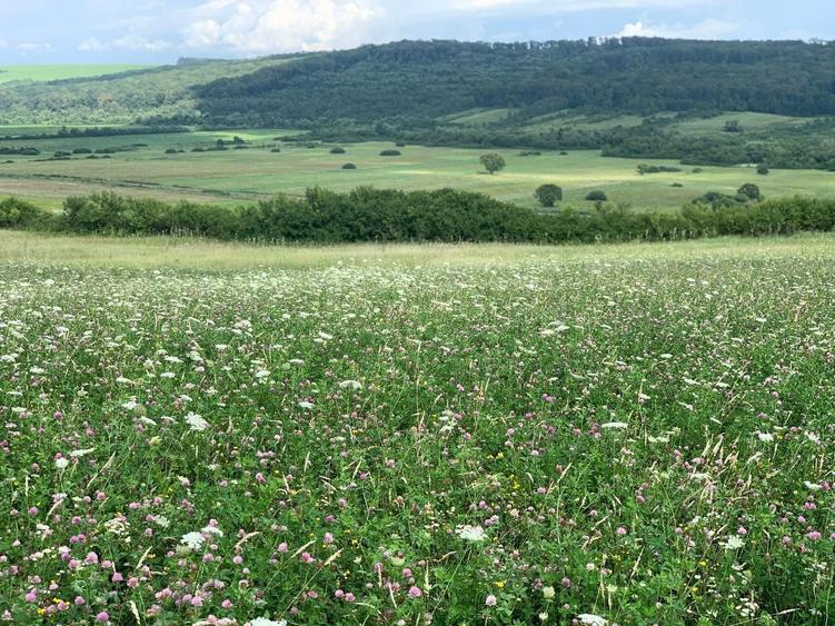 Teren agricol extravilan de 6304500 mp, în Exterior Sud