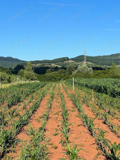 Teren de 2900 mp, în Central