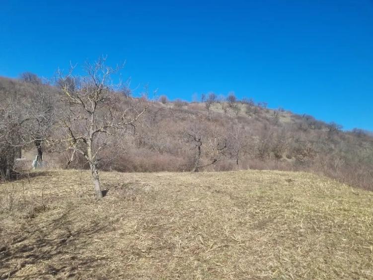 Teren de 3039 mp, în Podgoria