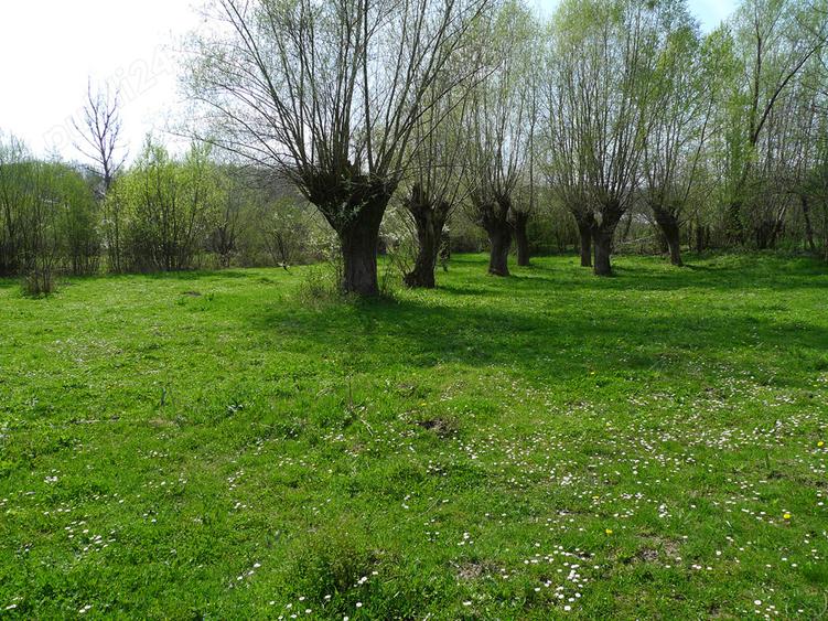 Teren de 3200 mp, în Provița de Sus
