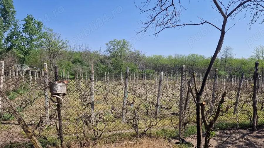 Casă cu 5 camere cu Teren 3937 Mp în Ianca