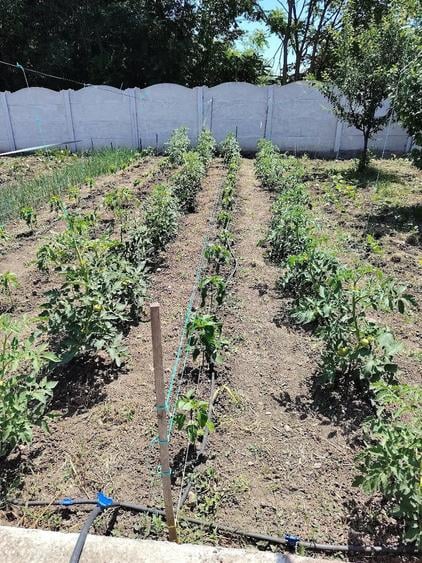 Teren de 2017 mp, în Putineiu