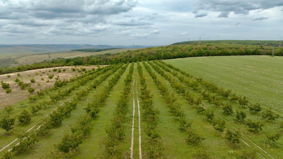 Teren extravilan de 30000 mp, în Ciocani