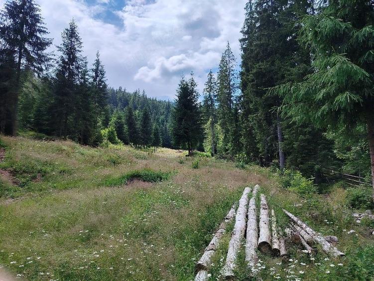 Teren de 17000 mp, în Panaci
