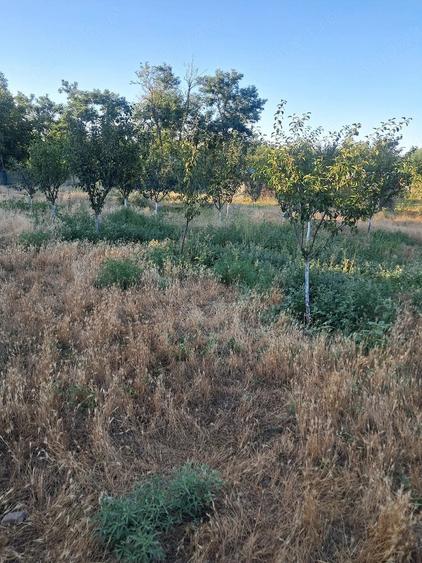 Casă cu Teren 1700 Mp în Plopu