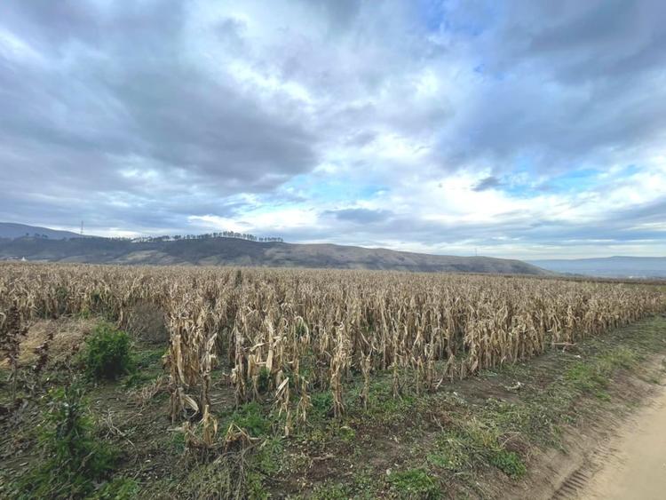 Teren agricol extravilan de 3400 mp, în Pâclișa