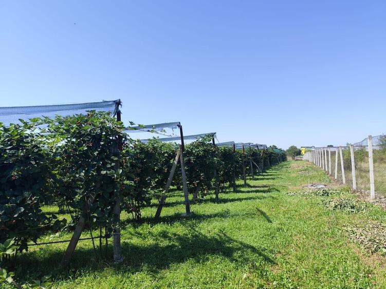 Proprietate specială, de 30 mp, în Nord