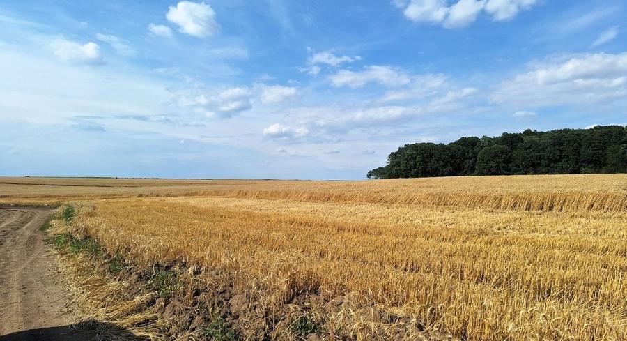 Teren agricol extravilan de 7961 mp, în Frumușani