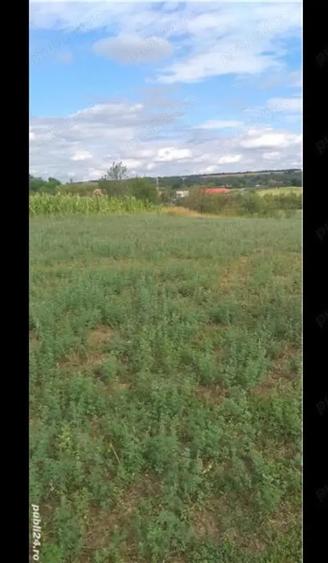 Teren de 3750 mp, în Husasău de Tinca