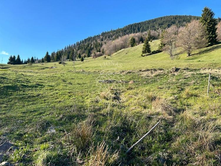 Teren Construcții extravilan de 5000 mp, în Colibița