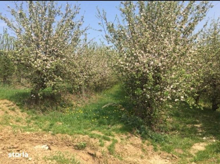 Teren de 30000 mp, în Letea Veche