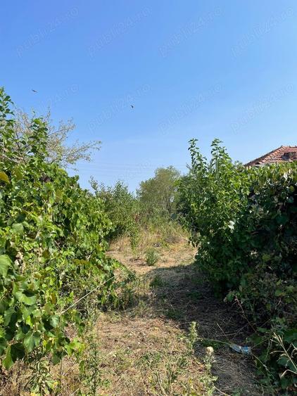 Teren de 2258 mp, în Ciocănești