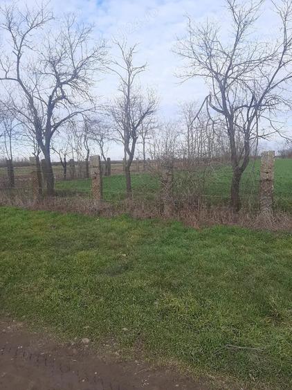 Teren de 3700 mp, în Obad