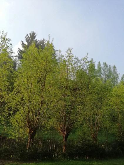 Teren de 3860 mp, în Podu Dâmboviței