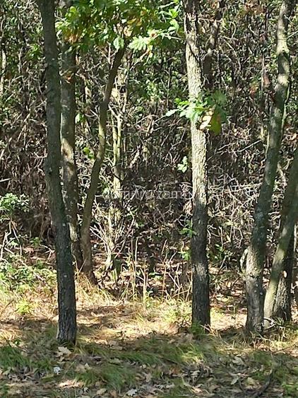 De vanzare padure zona Balaura cu o suprafa?a totala de 10000mp
