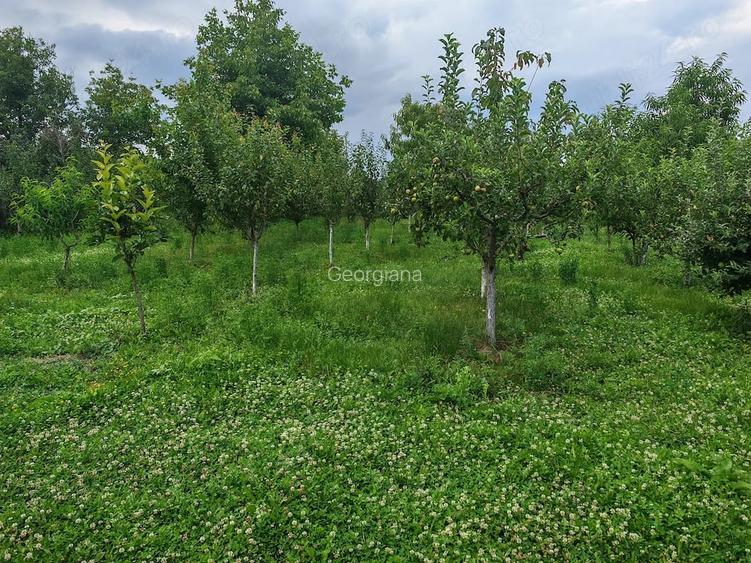 2 terenuri alipite cu case ?i afacere la cheie in PODENII NOI, SAT VALEA DULCE