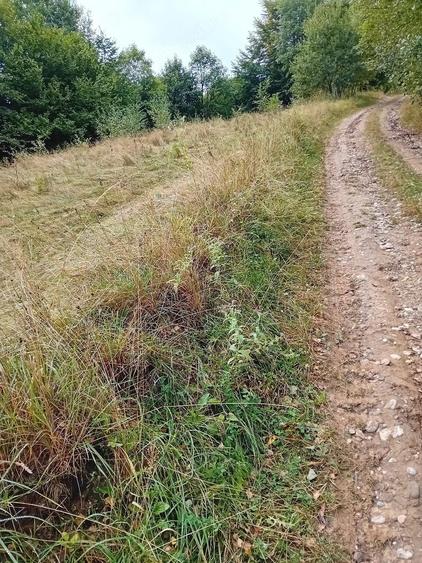 Teren de 4700 mp, în Vama Buzăului