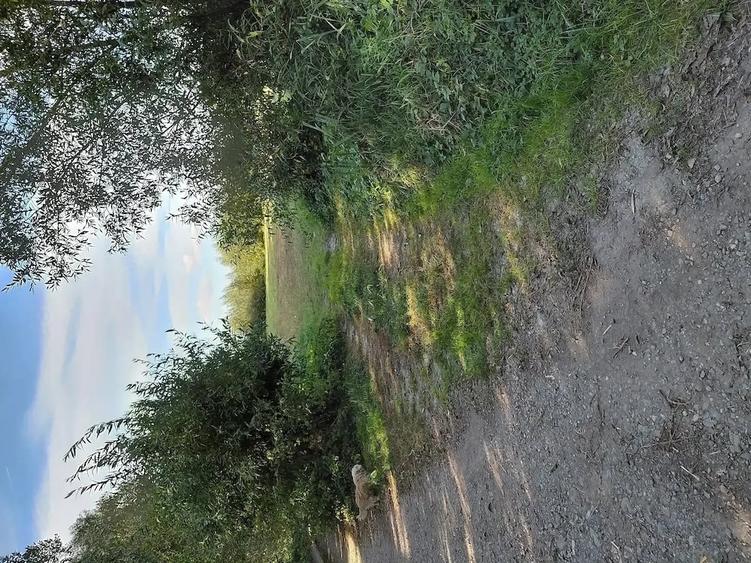 Teren de 4500 mp, în Stupinii Prejmerului