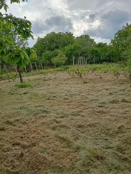 Casă cu 3 camere cu Teren 1589 Mp în Scânteia
