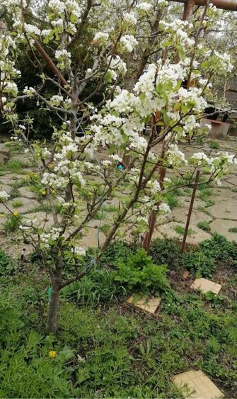 Casă cu 5 camere cu Teren 600 Mp în Aradului