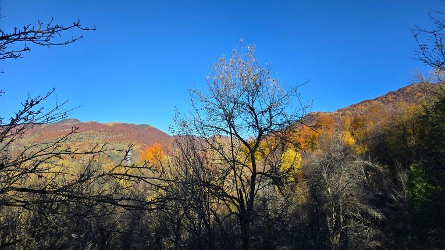 Teren agricol extravilan de 3600 mp, în Arefu