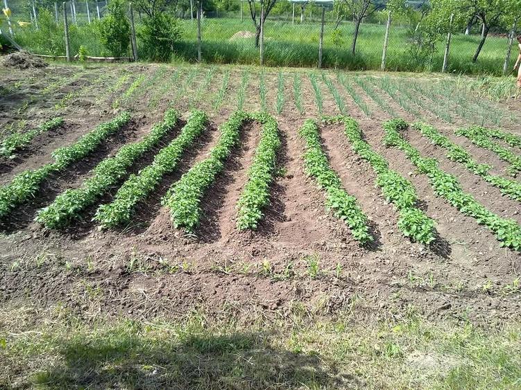 Casă cu Teren 1306 Mp în Murani