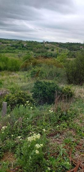 Teren Construcții intravilan de 1826 mp, în Paleu
